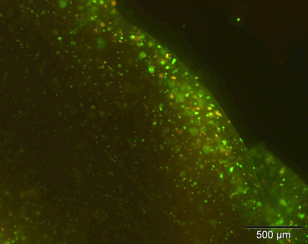 500mu boundary in alginate scaffold