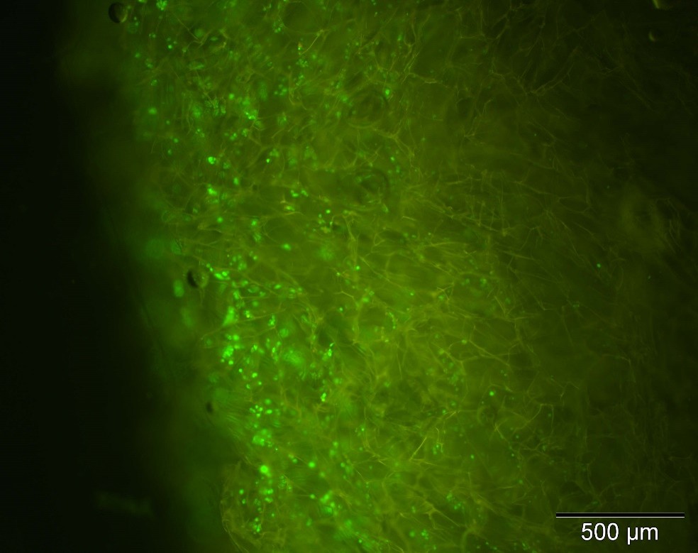 500mu boundary in chitosan scaffold