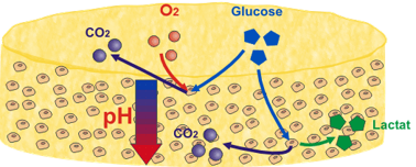 physiological processes in 3D