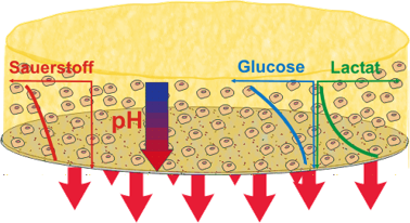 physiological gradients in 3D