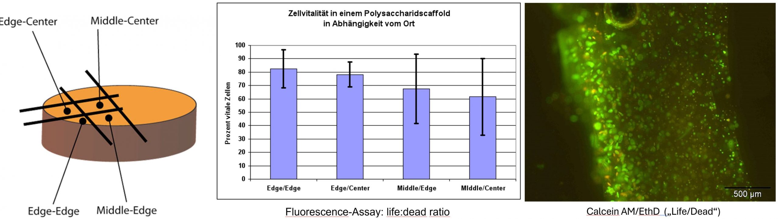 Grafik showing vitality of cell dependent on fraction of edge